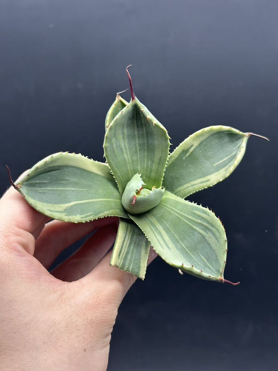 【輝泊園】多肉植物　アガベ 多肉植物 パリー トランカータ ライムストリーク 極上株 10_画像4