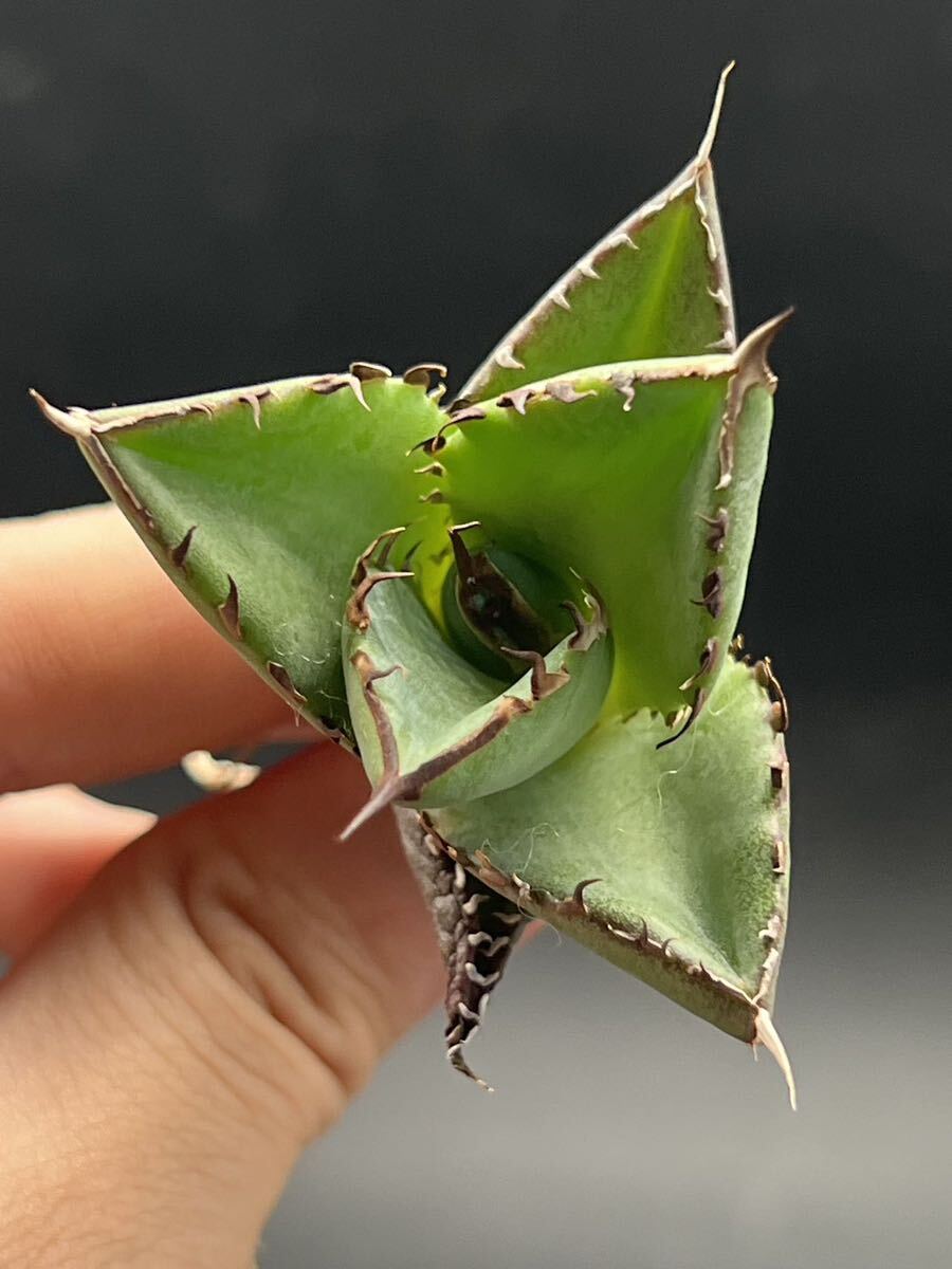 【輝泊園】【5株セット販売】多肉植物　アガベ チタノタ　ハデス / Agave titanota Hades 極上刺　セット 2_画像4