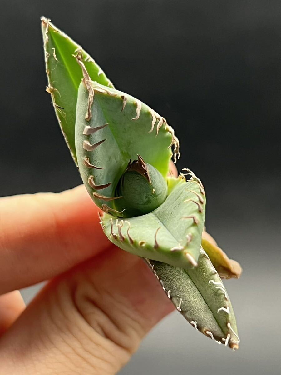 　【輝泊園】【期間限定-セット5株】多肉植物　アガベチタノタ　魔丸子株　陽炎 超強棘 極上株 激レア【本物保証、偽物なら10倍罰金】　3_画像3