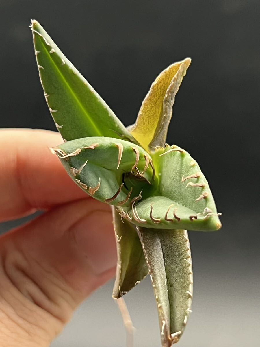 　【輝泊園】【期間限定-セット5株】多肉植物　アガベチタノタ　魔丸子株　陽炎 超強棘 極上株 激レア【本物保証、偽物なら10倍罰金】　4_画像5