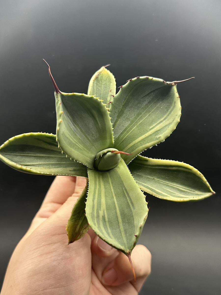 【輝泊園】多肉植物　アガベ 多肉植物 パリー トランカータ ライムストリーク 極上株 3_画像3