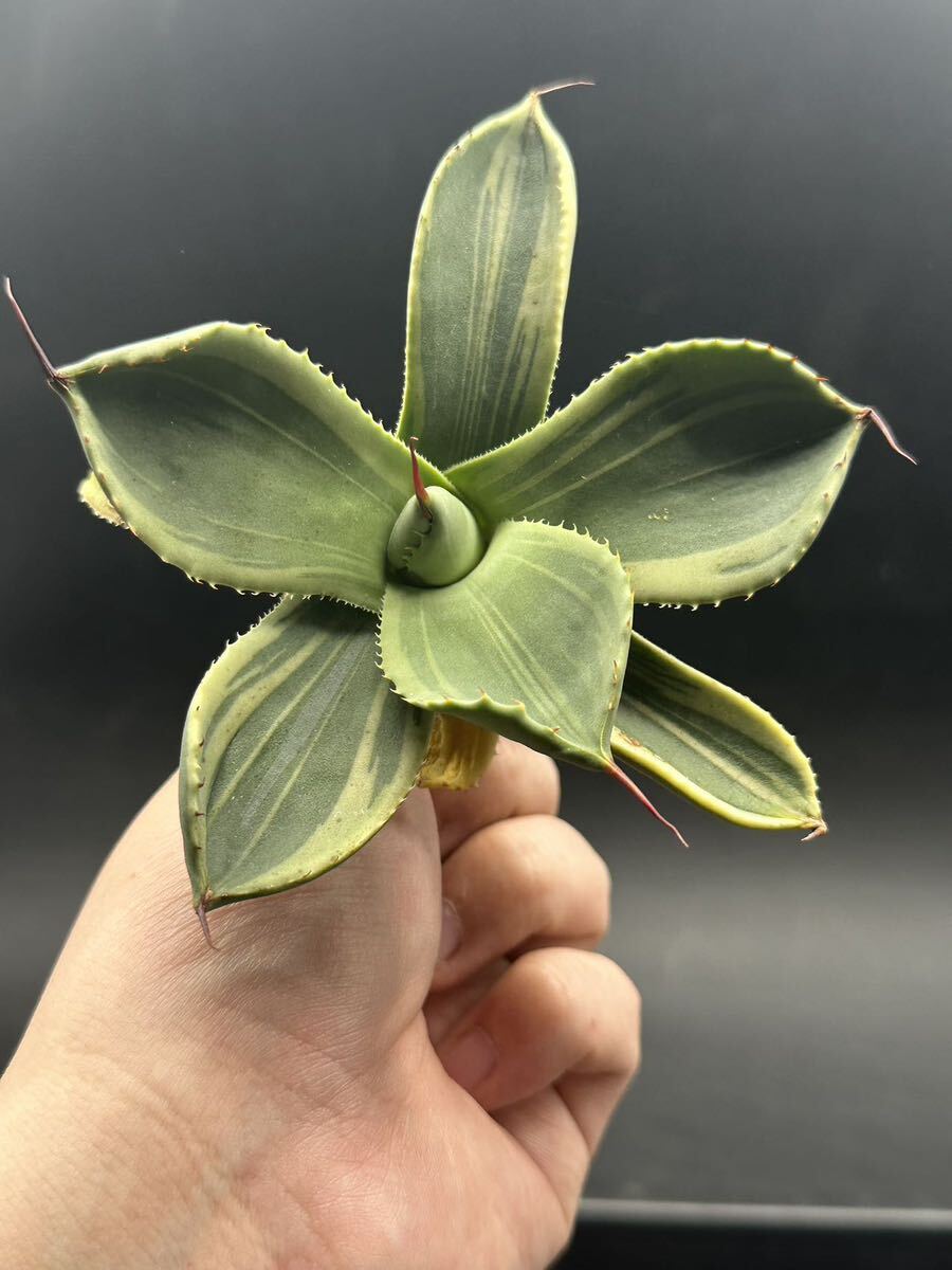 【輝泊園】多肉植物　アガベ 多肉植物 パリー トランカータ ライムストリーク 極上株 4_画像2