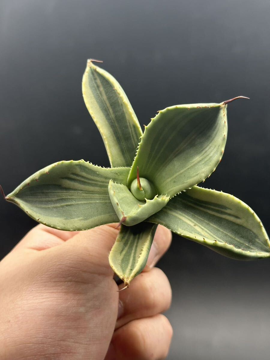 【輝泊園】多肉植物　アガベ 多肉植物 パリー トランカータ ライムストリーク 極上株 7_画像4