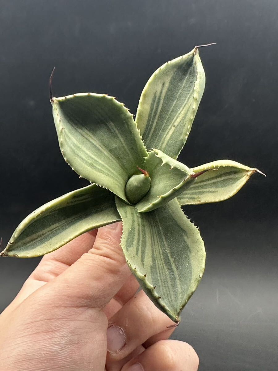 【輝泊園】多肉植物　アガベ 多肉植物 パリー トランカータ ライムストリーク 極上株 7_画像2