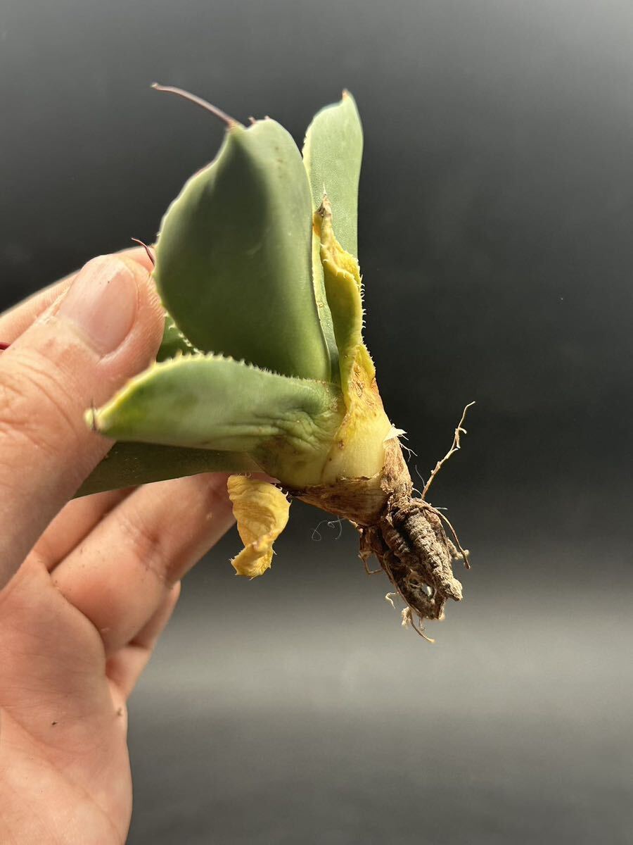 【輝泊園】多肉植物　アガベ 多肉植物 パリー トランカータ ライムストリーク 極上株 9_画像7