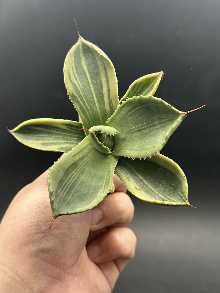 【輝泊園】多肉植物　アガベ 多肉植物 パリー トランカータ ライムストリーク 極上株 10_画像7