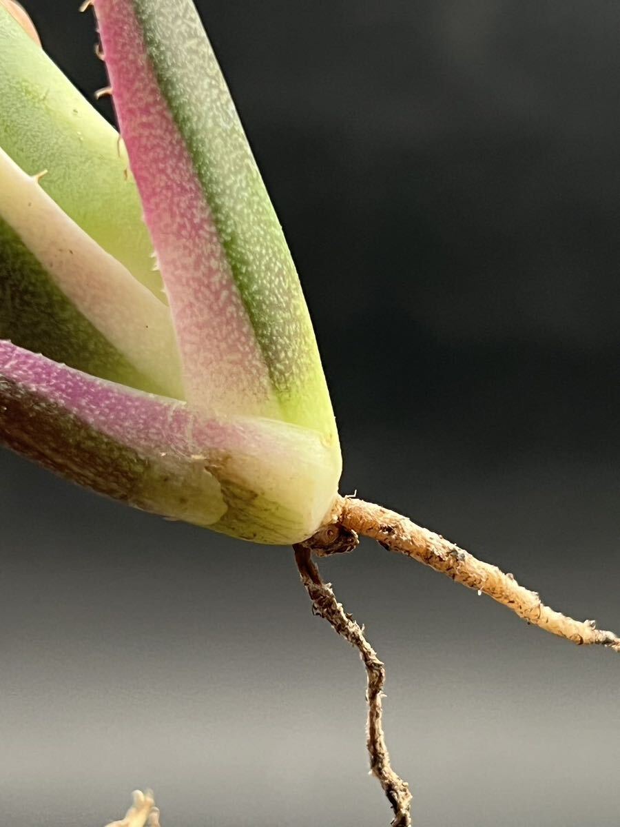 [ блестящий ..] суккулентное растение агава snagru палец на ноге s чуть более . первоклассный прекрасный АО 1