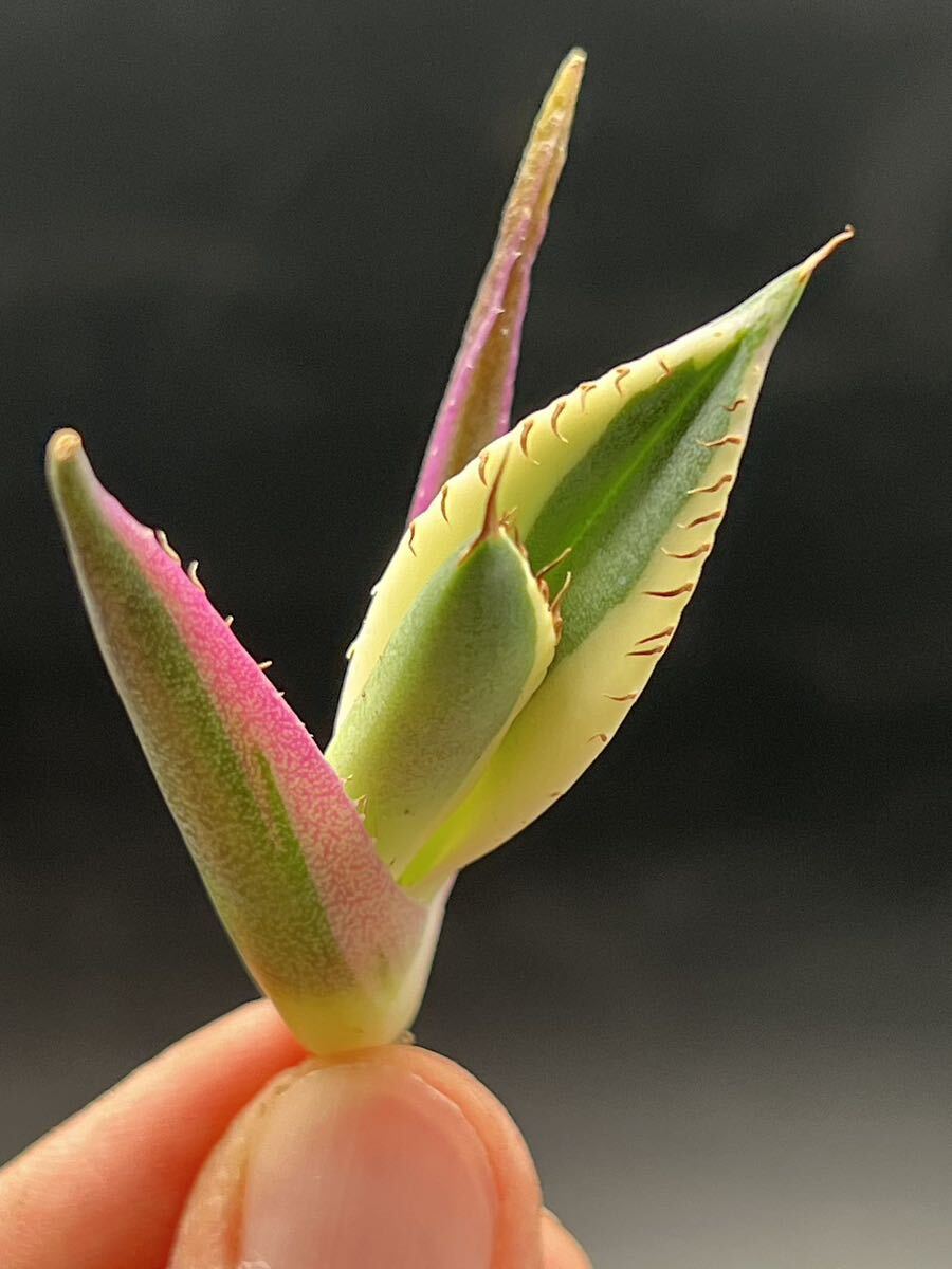 [ блестящий ..] суккулентное растение агава snagru палец на ноге s чуть более . первоклассный прекрасный АО 1