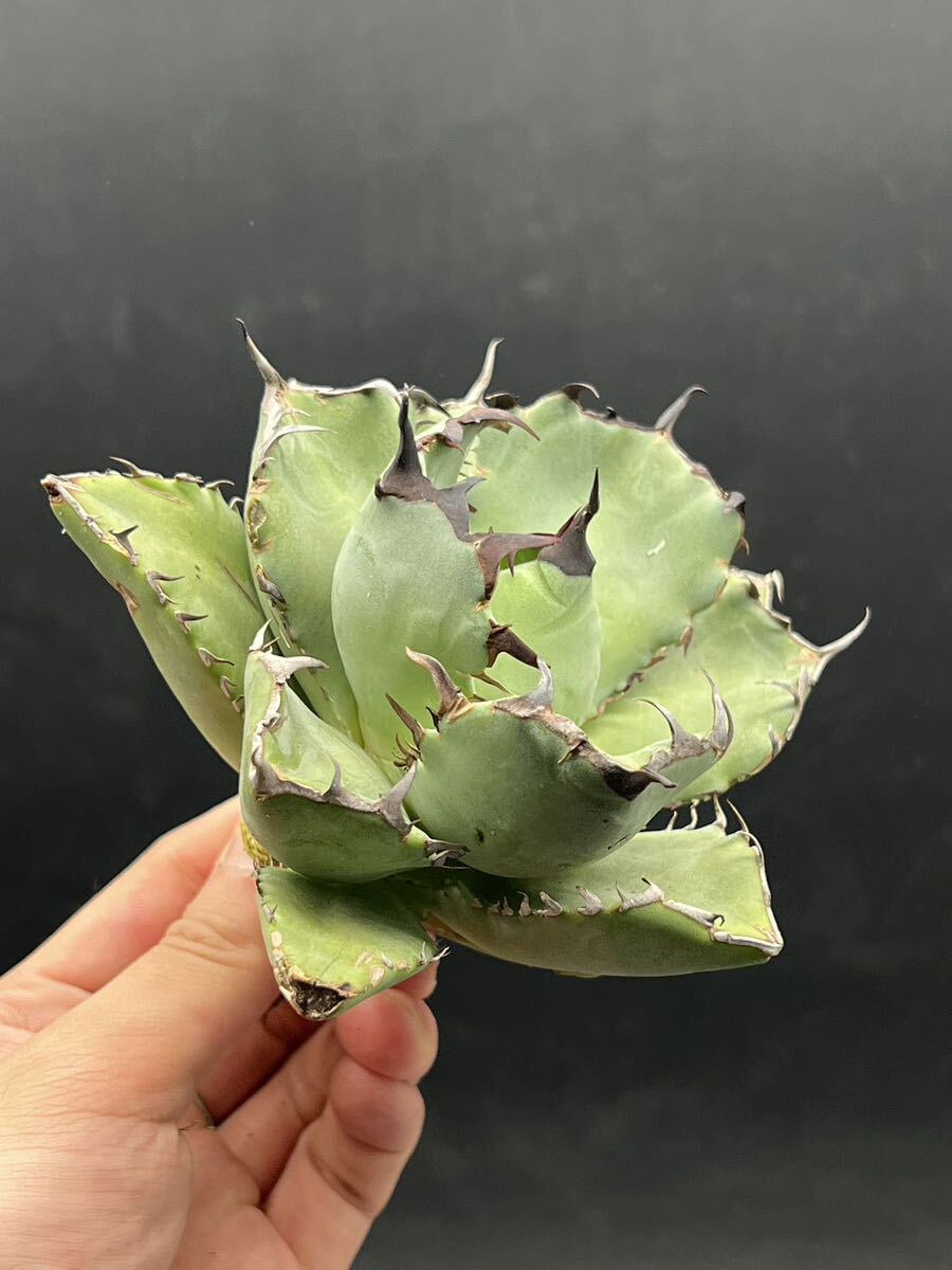 [ shining ..] succulent plant agave chitanota black . a little over . super good type stock special selection MAXAGAVE unusual super large stock parent stock 3