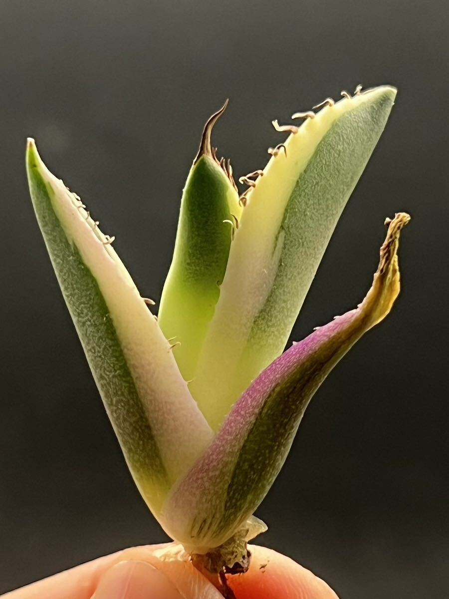 [ shining ..] succulent plant agave snagru toe s a little over . finest quality beautiful stock 8
