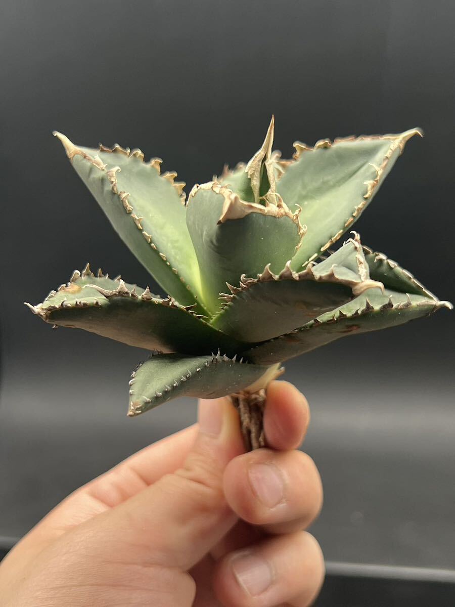 【輝泊園】多肉植物　アガベ チタノタ　狼人　強棘 特選 MAXAGAVE 珍しい　希少株　7_画像4