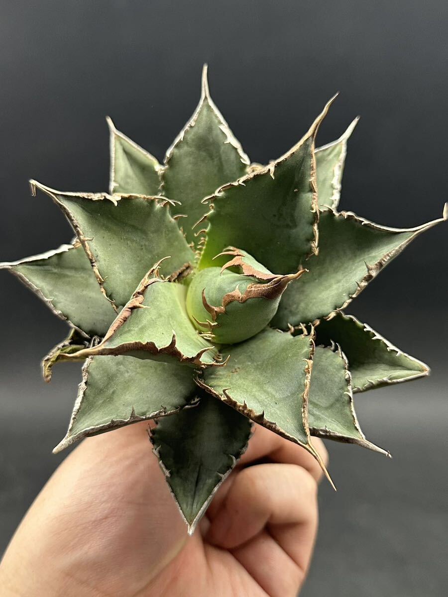 【輝泊園】多肉植物　アガベ チタノタ　海王　強棘 超良型株　特選 MAXAGAVE 珍しい　超大株　親株 9_画像1