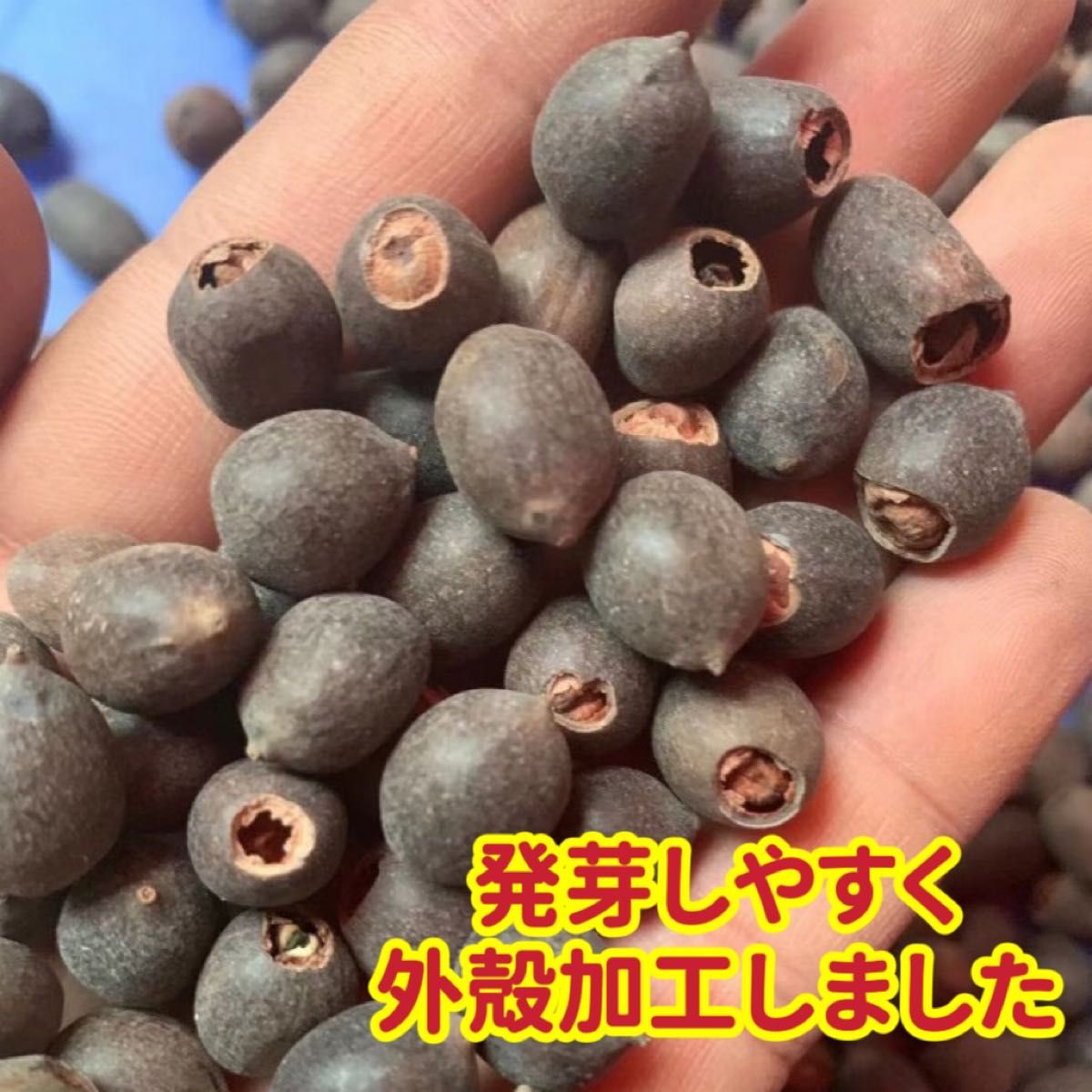 ミニハスの種　茶碗蓮　蓮子の種　ハスの種　混色　屋内外植付け可能　20粒入り　超お得な値段設定