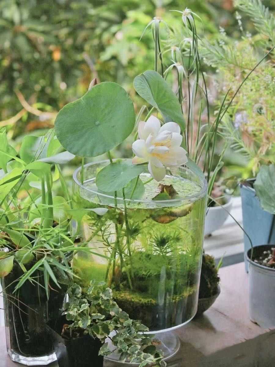 ミニハスの種　茶碗蓮　蓮子の種　ハスの種　混色　屋内外植付け可能　20粒入り　超お得な値段設定