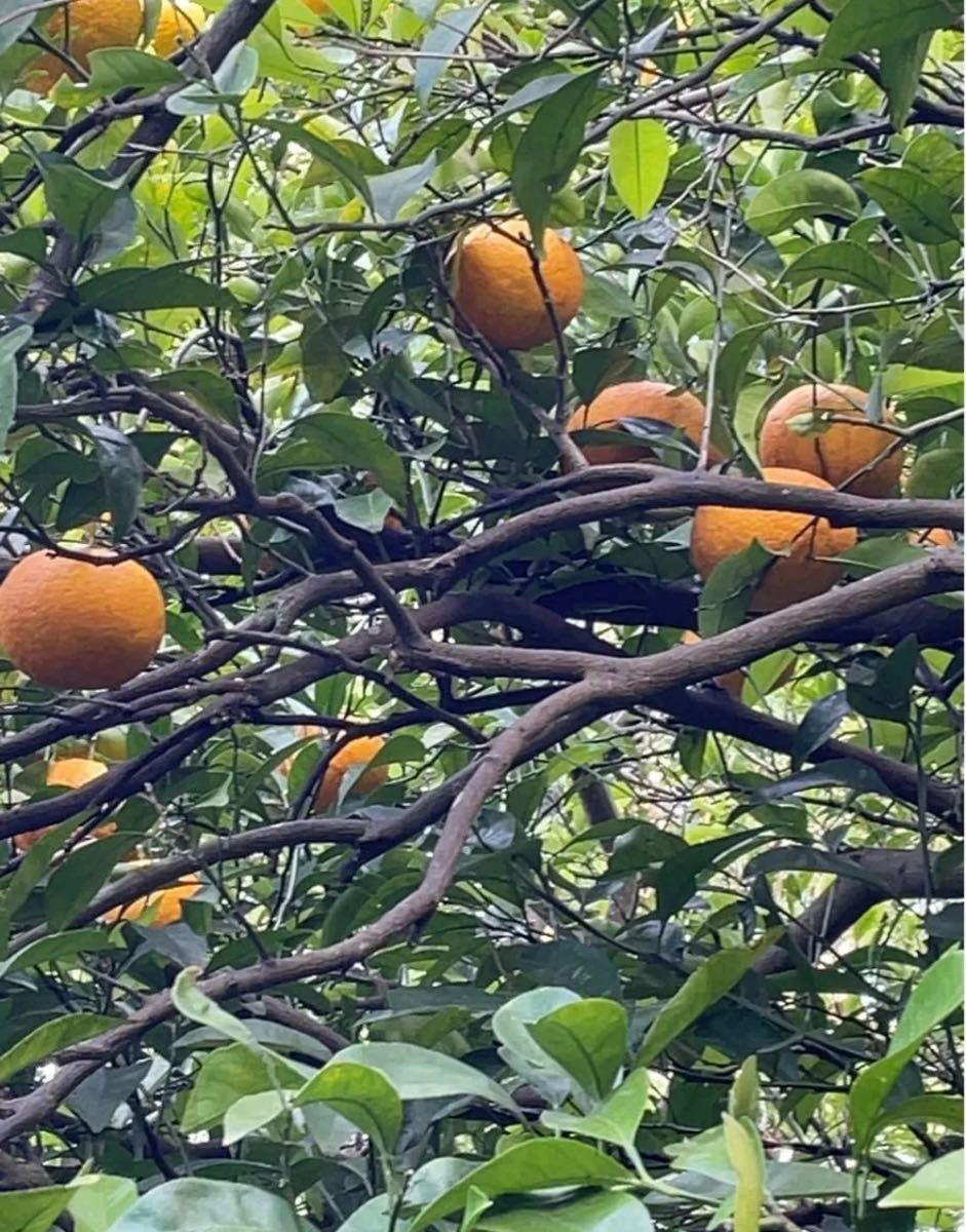 広島県 瀬戸内 無農薬 農薬不使用 家庭用 甘夏 甘夏みかん 柑橘 広島県産 約12.5kg 見た目 訳あり あまなつ