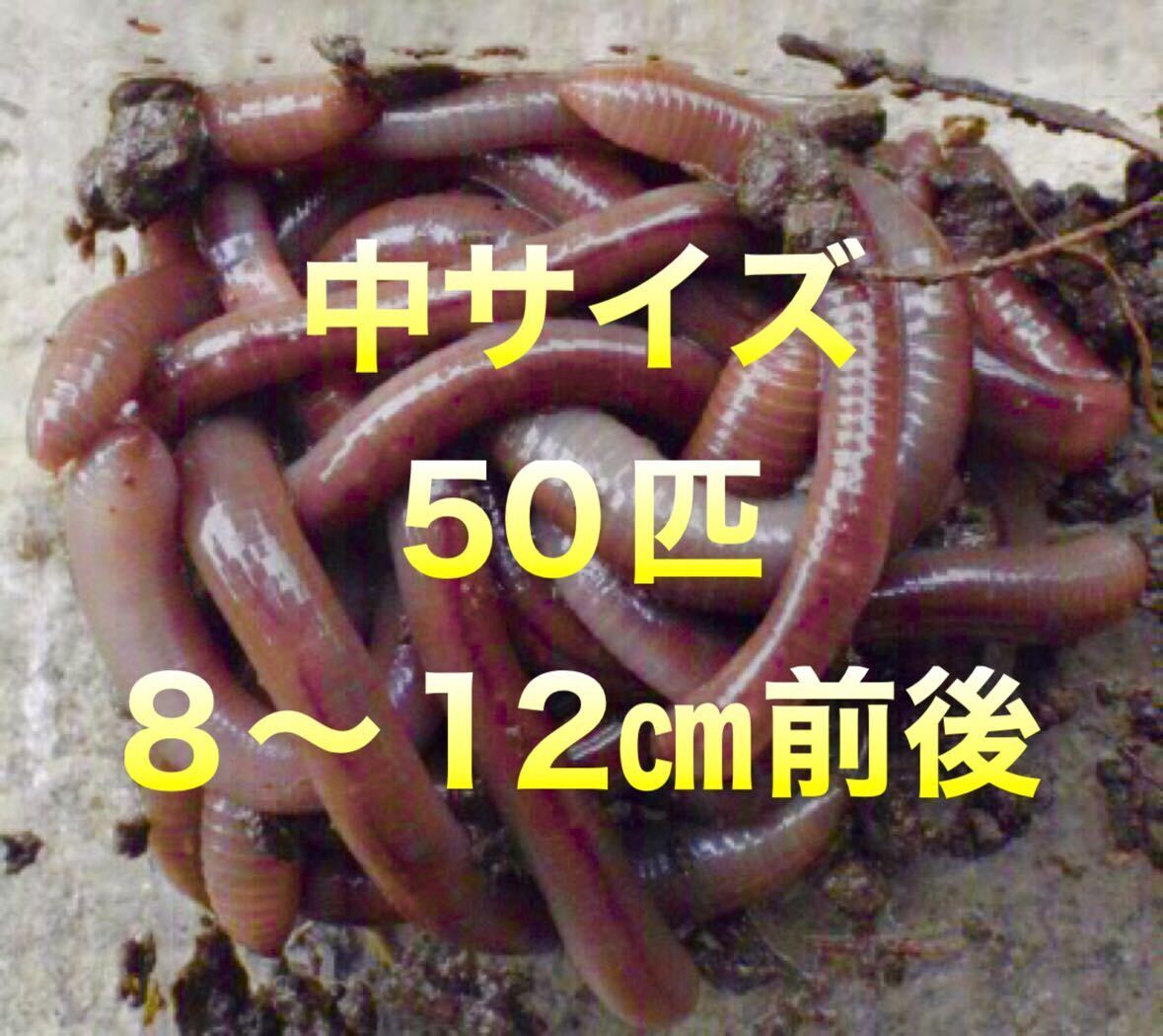 [ day fire water gold earth only shipping ]50 pcs doba ear z ear z natural feed live bait fishing bait middle size 