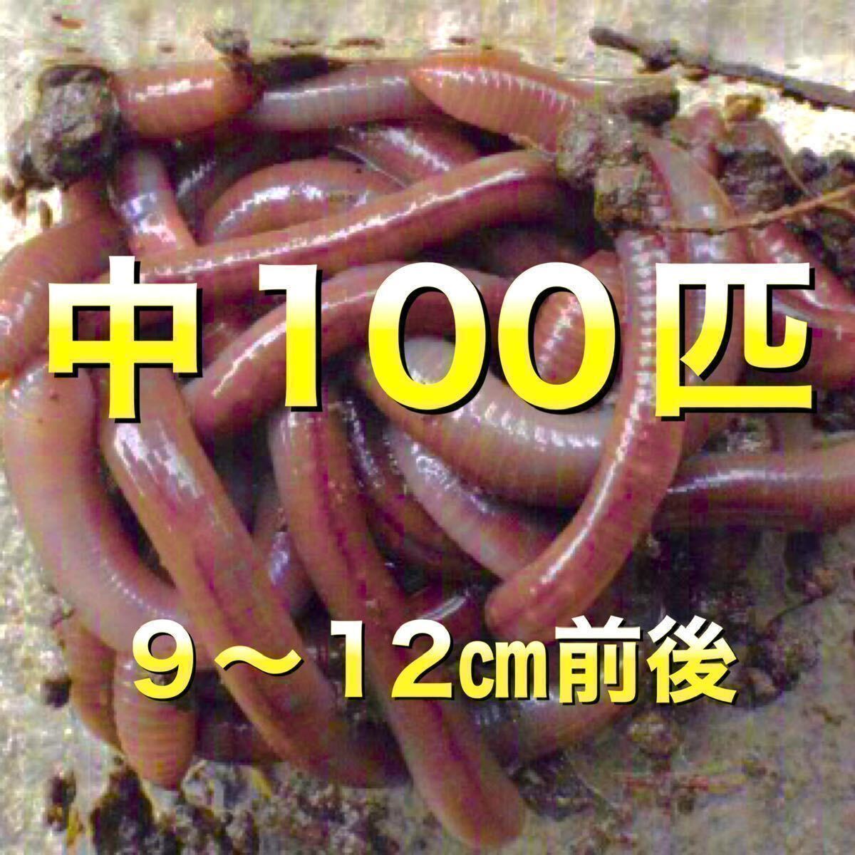 [ day fire water gold earth only shipping ]100 pcs natural doba ear z ear z feed live bait fishing bait middle size 
