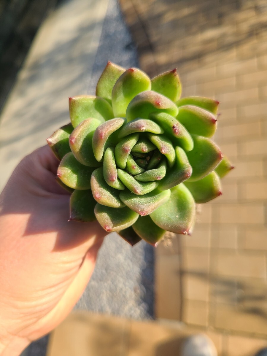 リエール苗 チャールストン 札付き 多肉植物 エケベリア_画像2