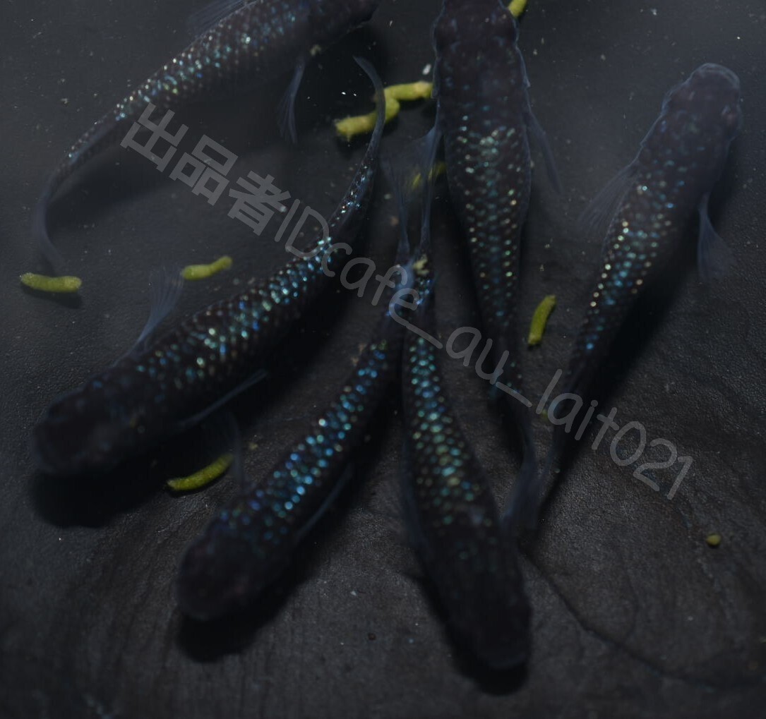 ブルームーン メダカの有精卵50個+α （幹之 ユリシス  ブラックダイヤ 青ラメ サファイア オロチ 深海  たまご タマゴ めだか) の画像3