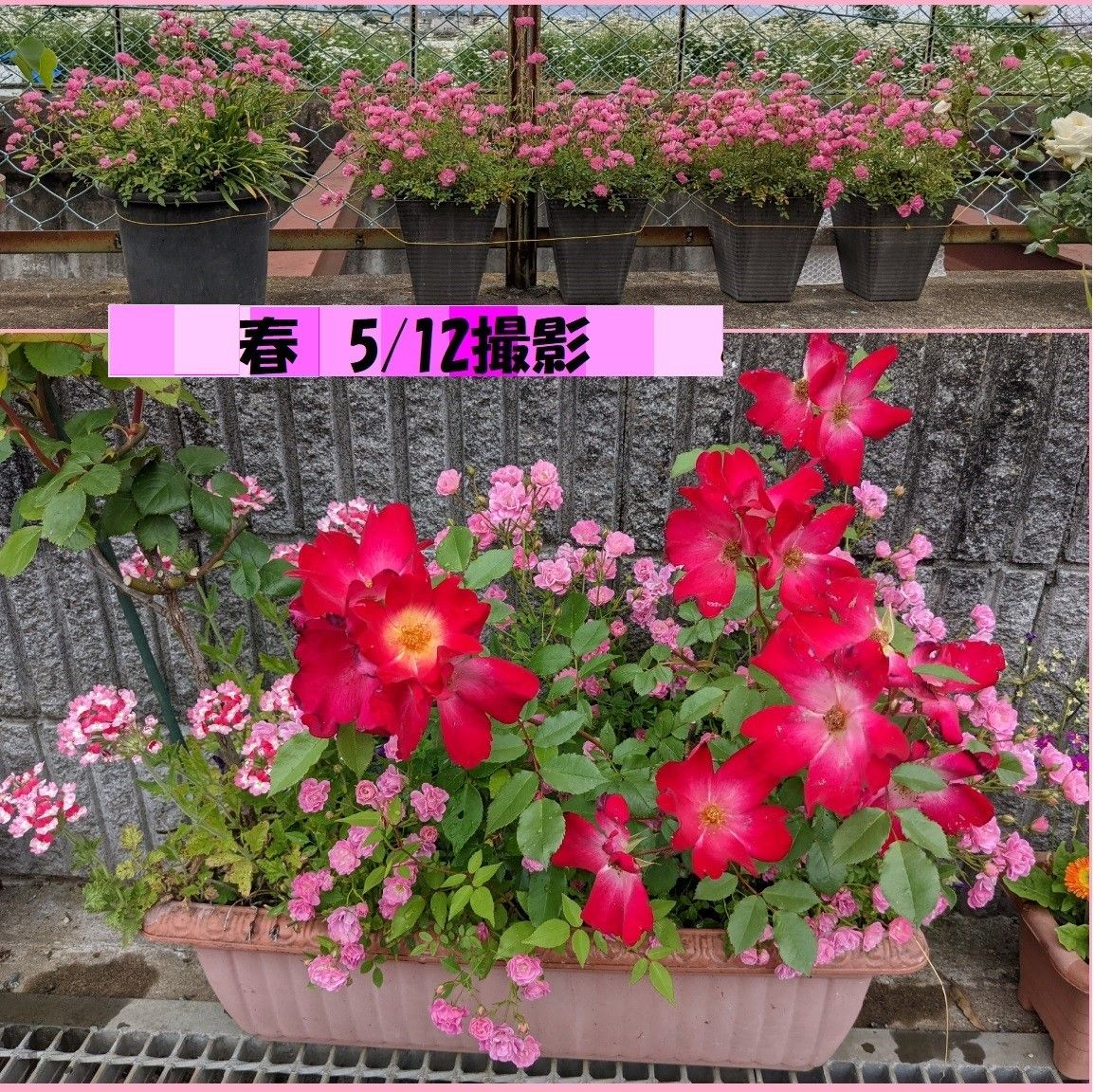 送料無料でお得 ミニバラピンク３株（ほほえみ）強くてかわいい花です 冬もチラホラ咲きます 咲き始めましたー今画像4です
