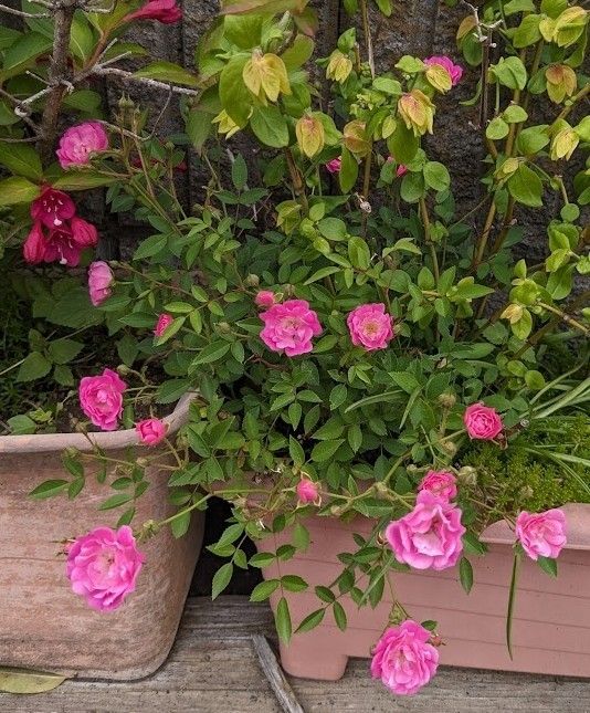 送料無料でお得 ミニバラピンク３株（ほほえみ）強くてかわいい花です 冬もチラホラ咲きます 咲き始めましたー今画像4です