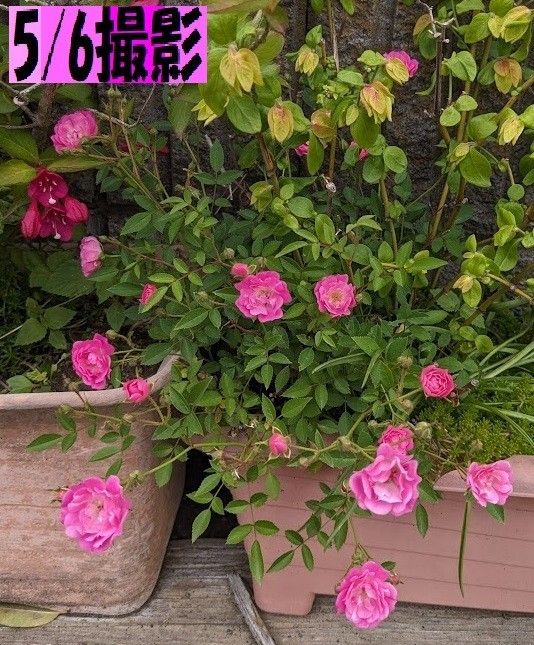 送料無料でお得 ミニバラピンク３株（ほほえみ）強くてかわいい花です 冬もチラホラ咲きます 咲いています
