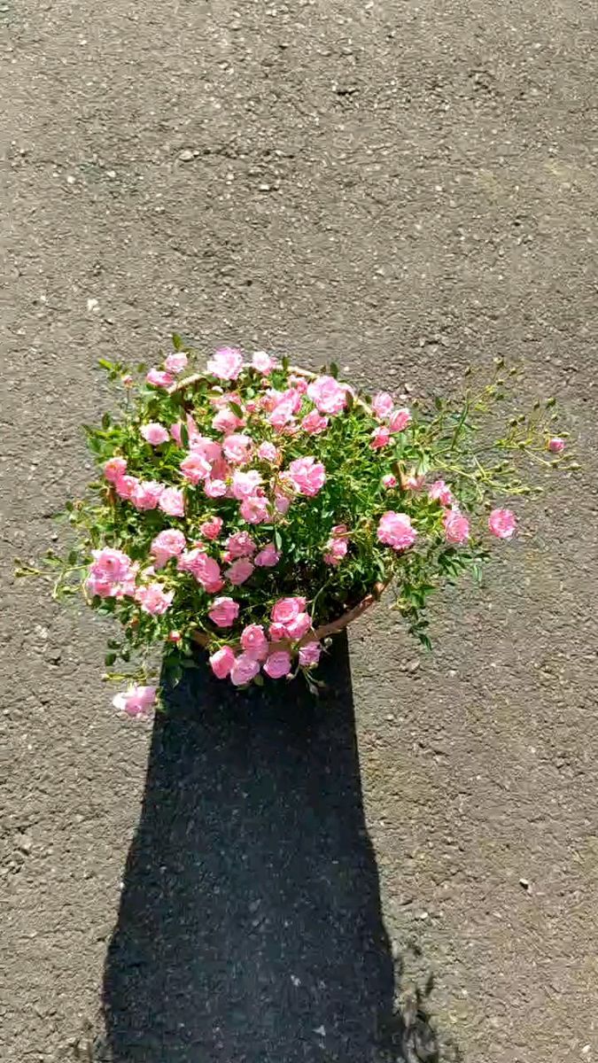 送料無料でお得 ミニバラピンク３株（ほほえみ）強くてかわいい花です 冬もチラホラ咲きます、根付き出品
