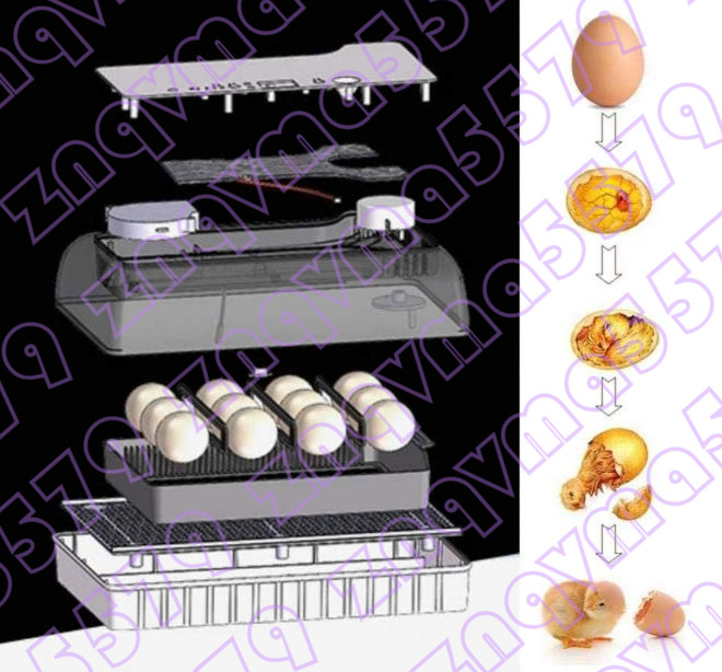 自動孵卵器 インキュベーター 鳥類専用ふ卵器 鶏 ウズラ あひる 鴨自動転卵 24個入卵 ヒヨコ生まれ大容量自動温度制御_画像5