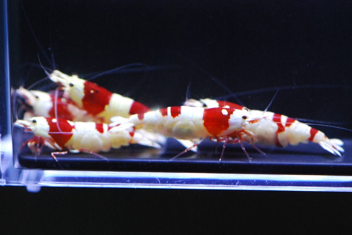  Red Bee Shrimp *1*4 шт *. все . яйцо 