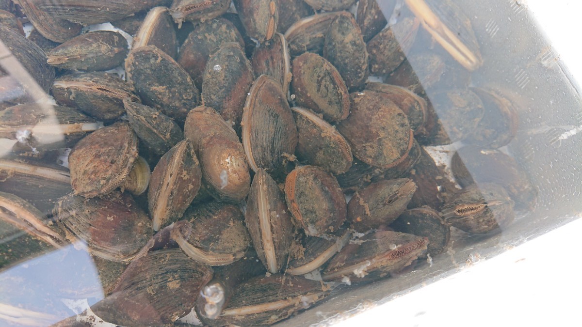 淡水二枚貝の詰め合わせ 30個セット ドブガイ イシガイの画像1
