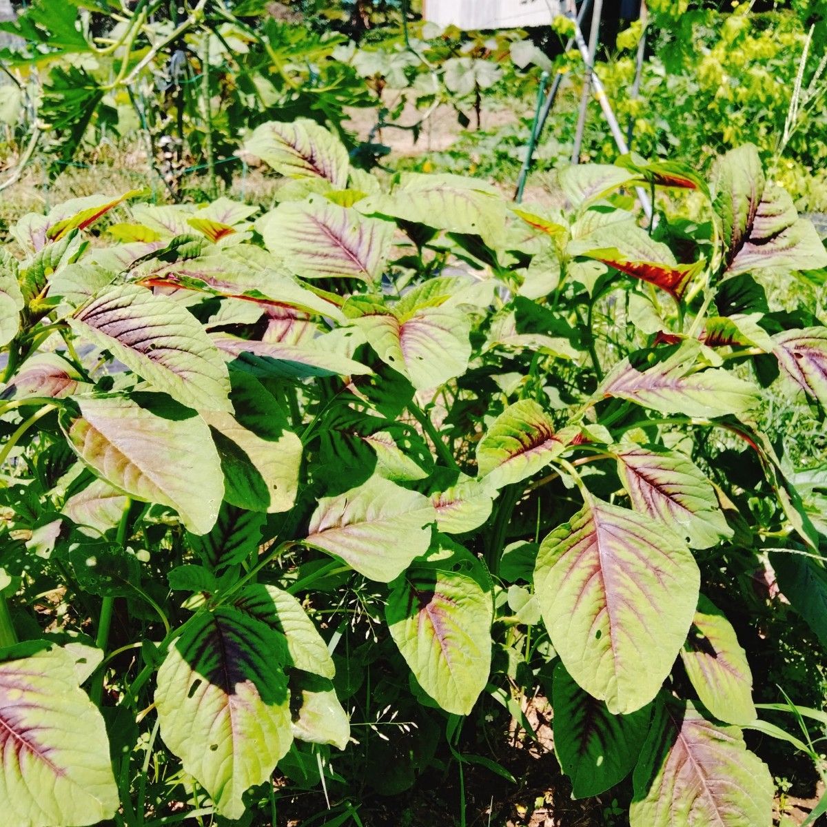 【種】ヒユナ　紅ひゆ菜　バイアム　無農薬　500粒