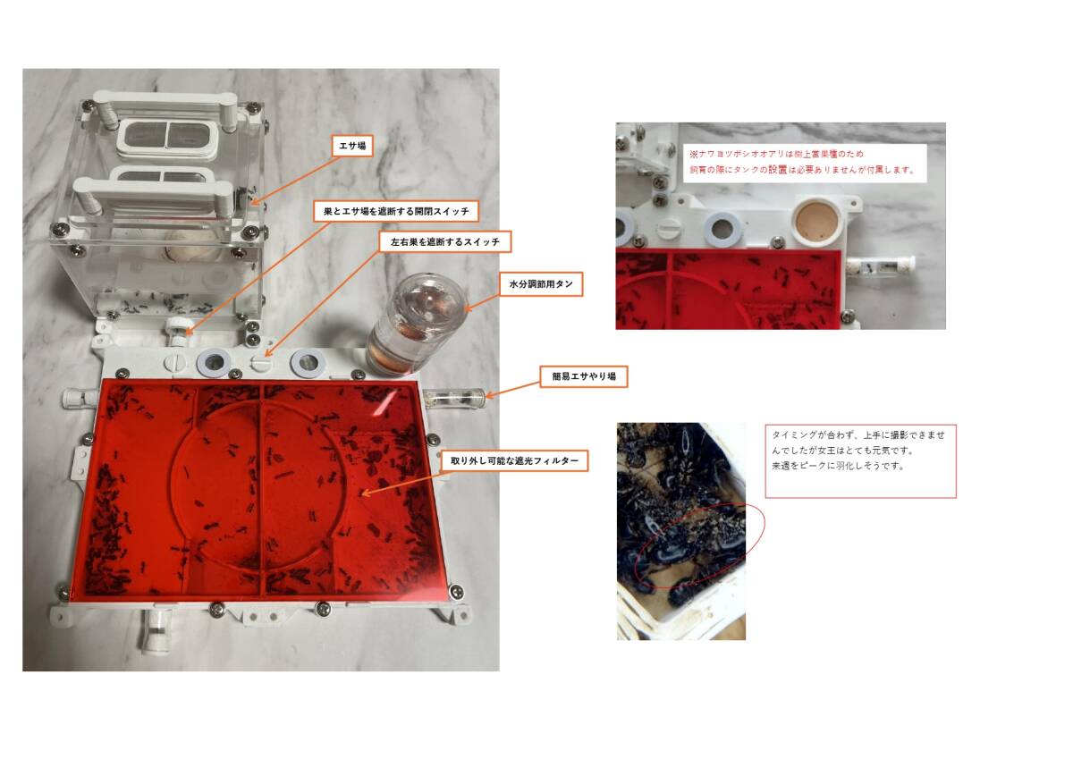 【希少】ナワヨツボシオオアリ 女王・兵アリ★3Dプリンター専用巣付き_画像5