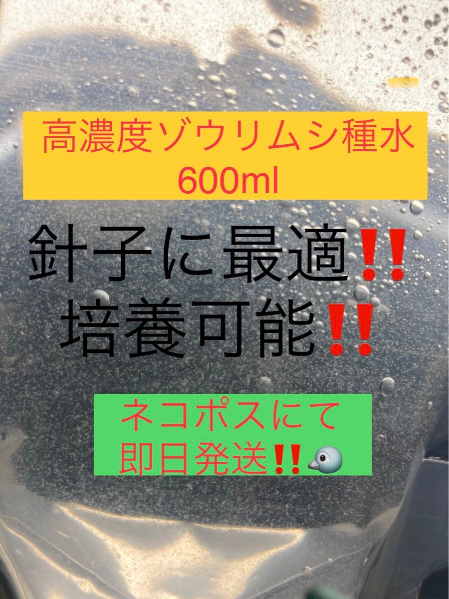 【ゾウリムシ　種水　600ml　送料無料】 めだか　メダカ　針子  ベタ  稚魚  psb　 金魚　ミジンコ　クロレラ　などに