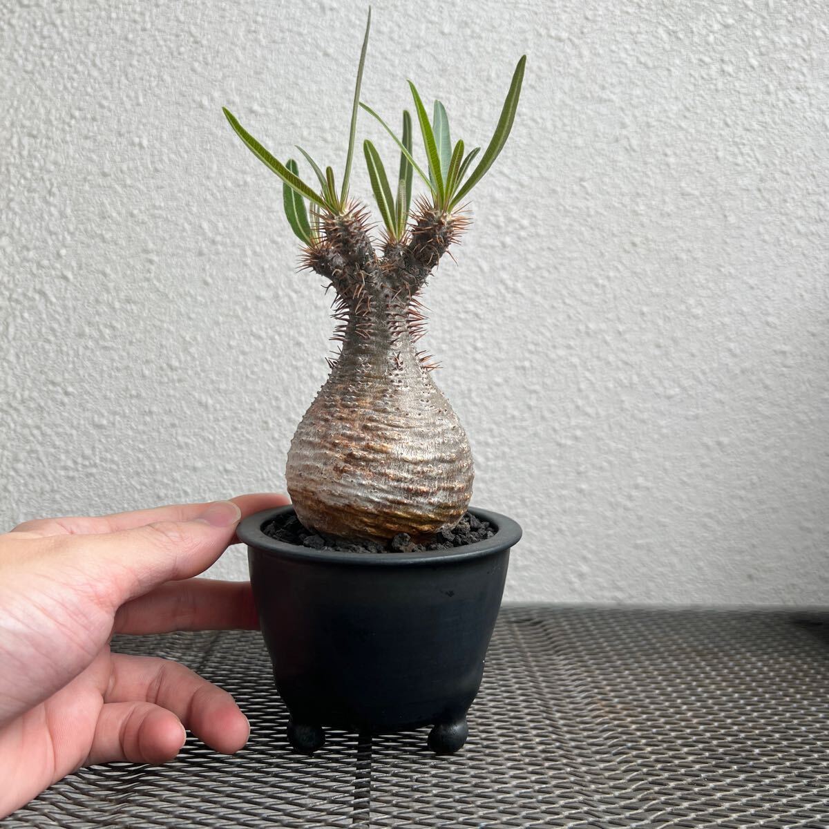 ②Pachypodium gracilius パキポディウム グラキリス　現地球 手乗り 塊根植物 コーデックス _画像2