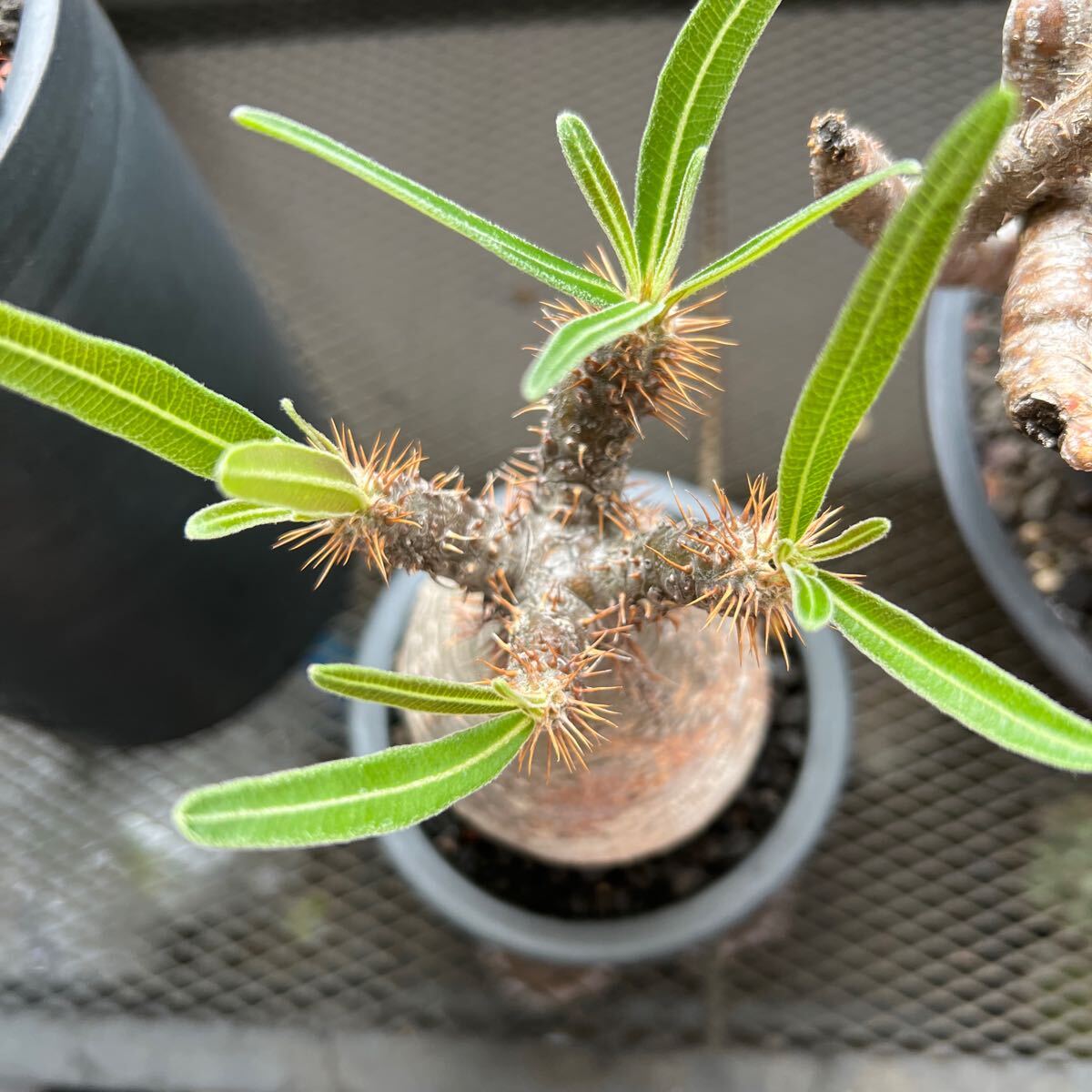 ②Pachypodium gracilius パキポディウム グラキリス　現地球 手乗り 塊根植物 コーデックス _画像6