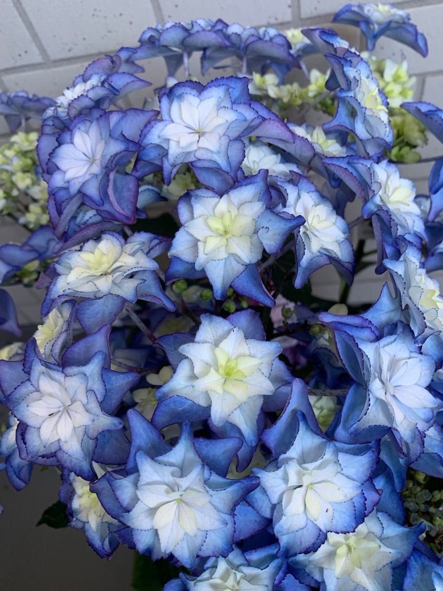 大栄花園さん 画像追加！カサノバ ブルー オマケで挿し穂をつけます