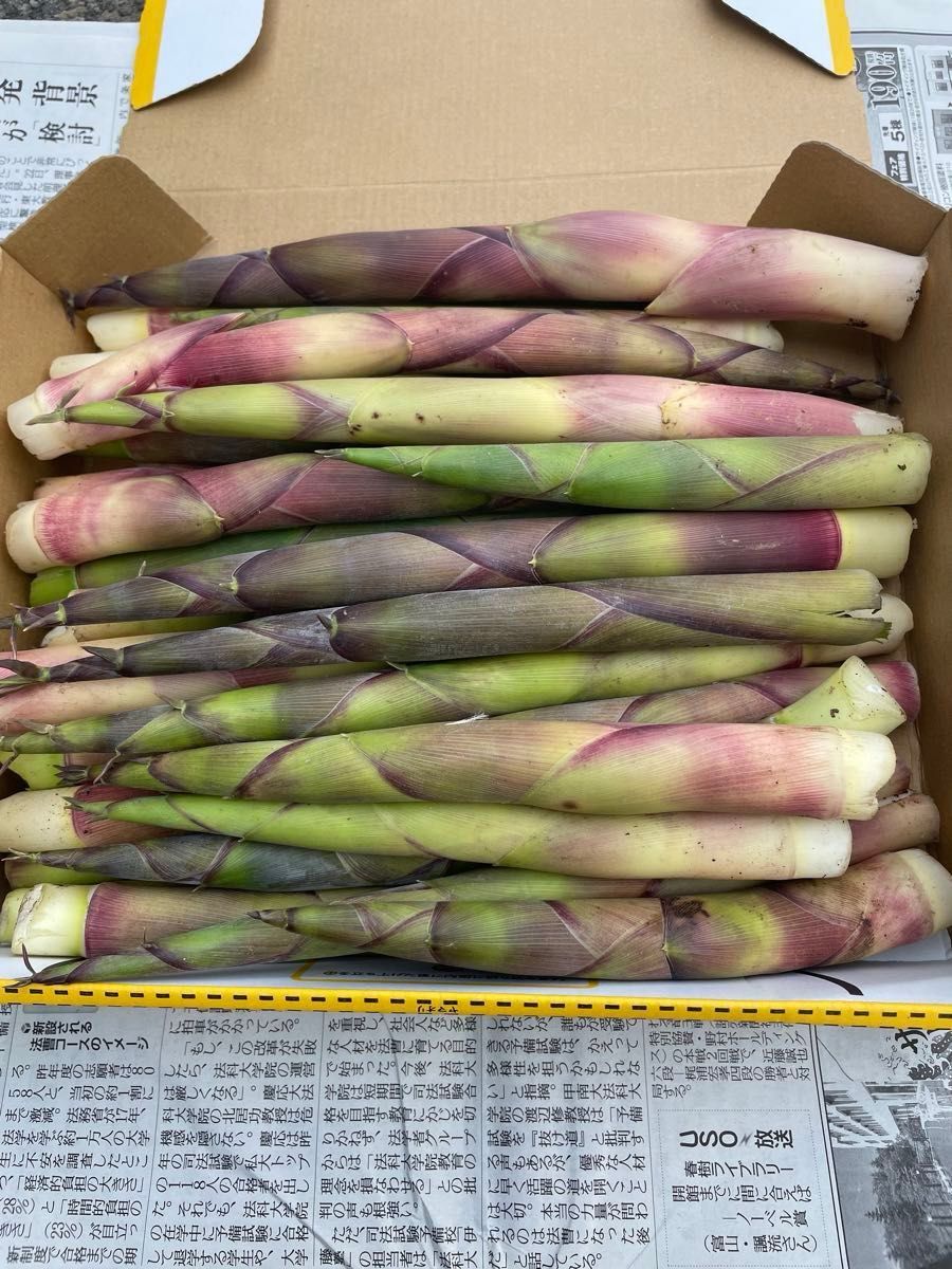 北海道産 天然物 根曲がり竹 1.9kg