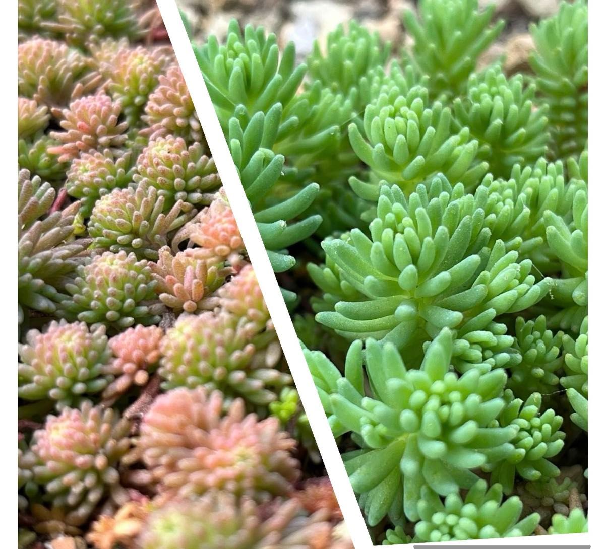 多肉植物☆寄植え素材パリセダム100カット苗