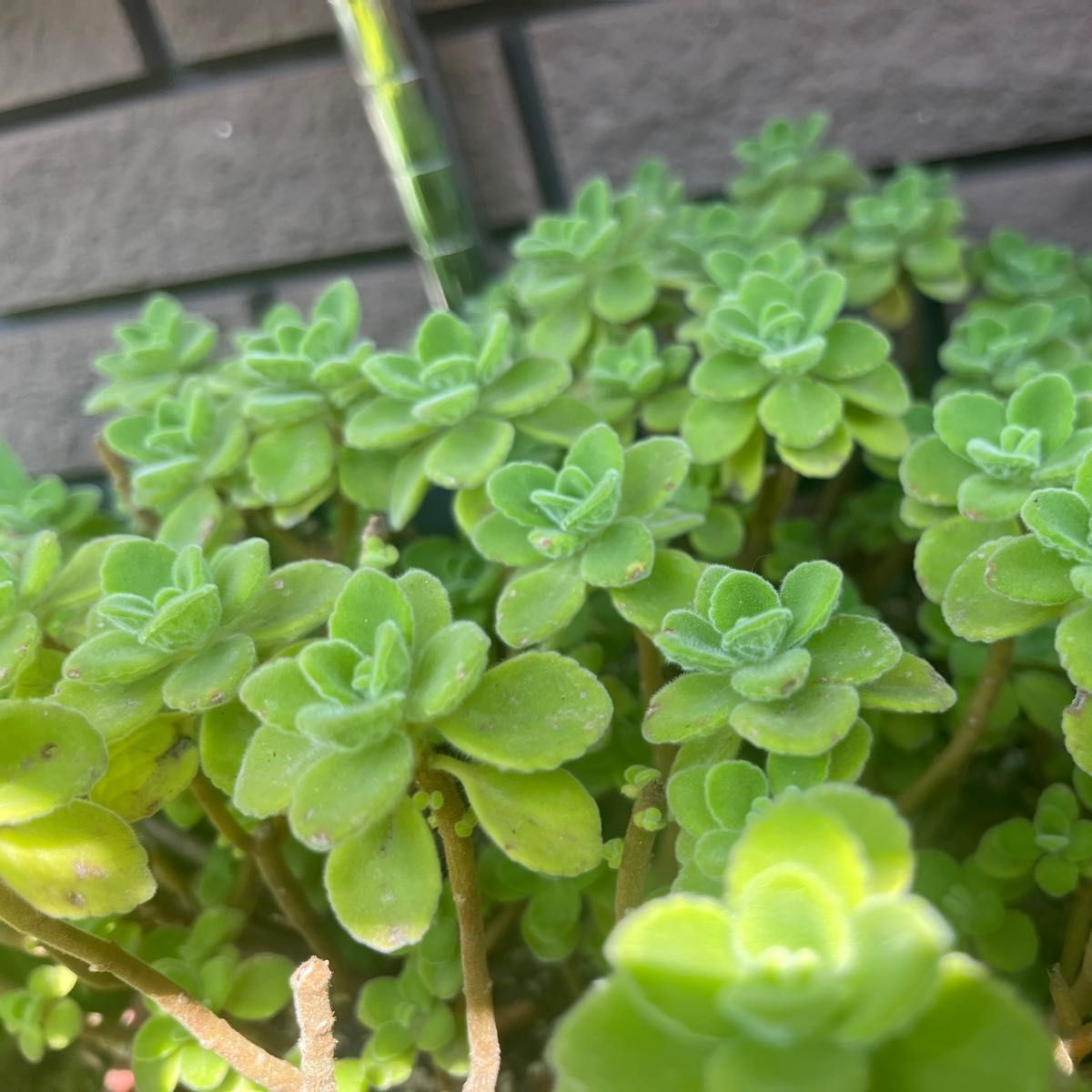 多肉植物☆アロマティカス10ｶｯﾄ苗