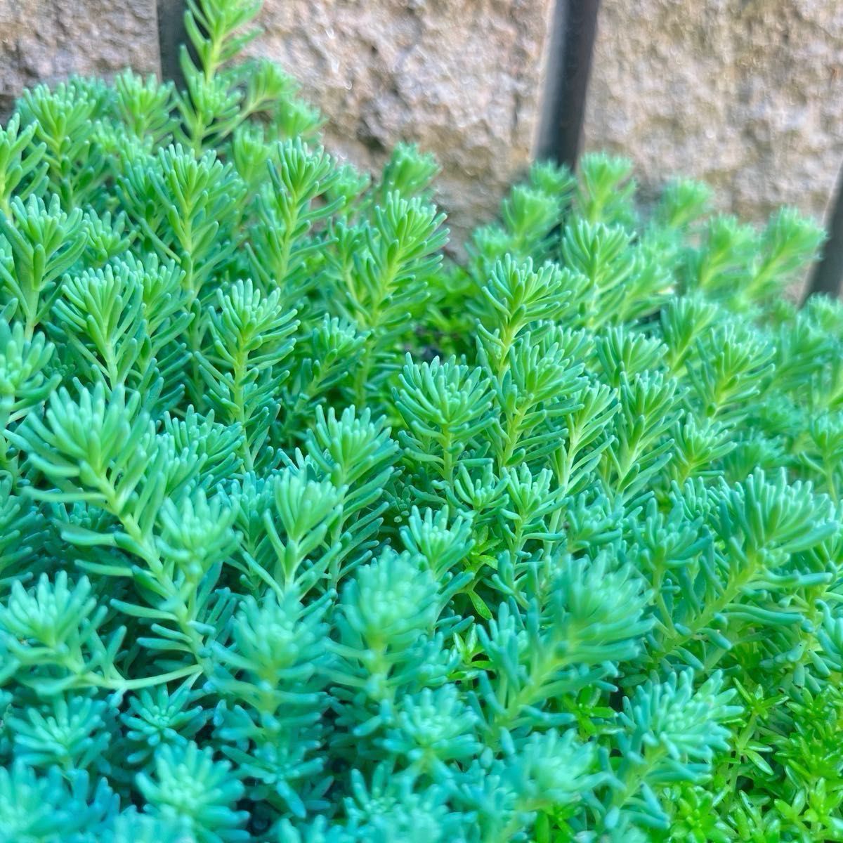 多肉植物☆寄植え素材パリセダム100カット苗