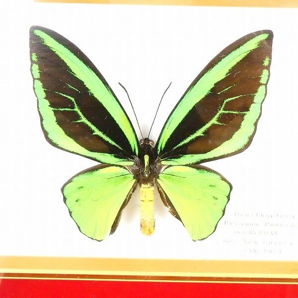 昆虫標本 蝶 メガネトリバネアゲハ メガネアゲハ ニューギニア Ornithoptera Priamus Poseidon DOUBLEDAY ♂ コレクション品■DZ460s■_画像2