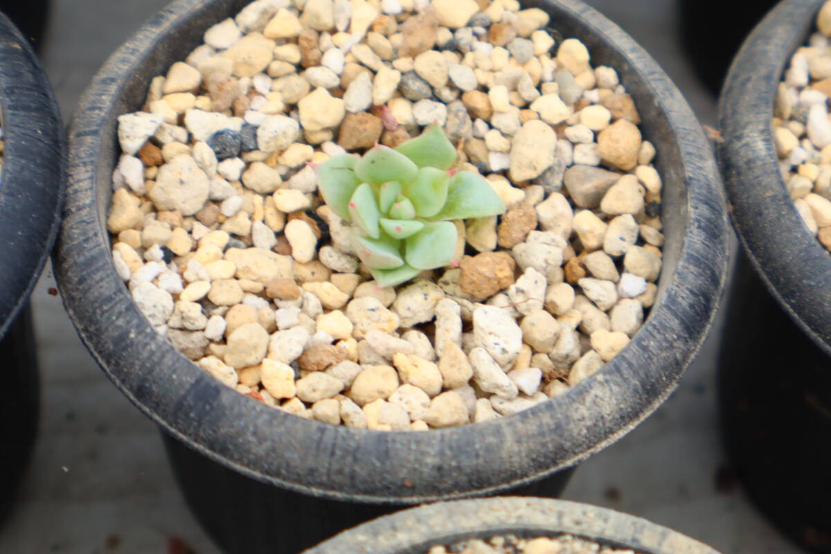 多肉植物 エケベリア・ローズアーモンドの画像1