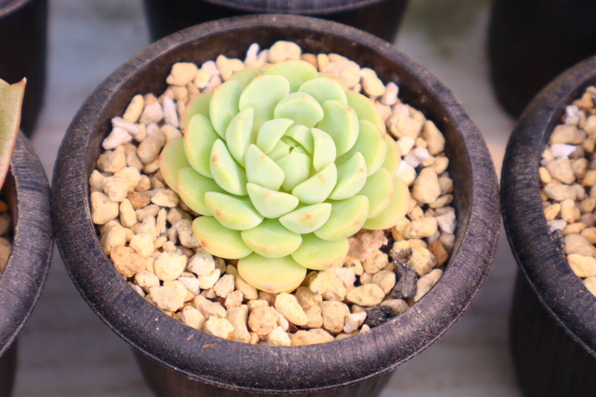 多肉植物 エケベリア・マカダミアの画像2