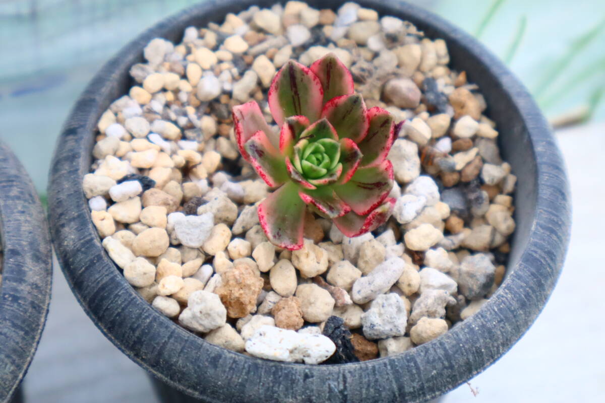 多肉植物　アエオニウム・ブロンズメダル錦_画像2