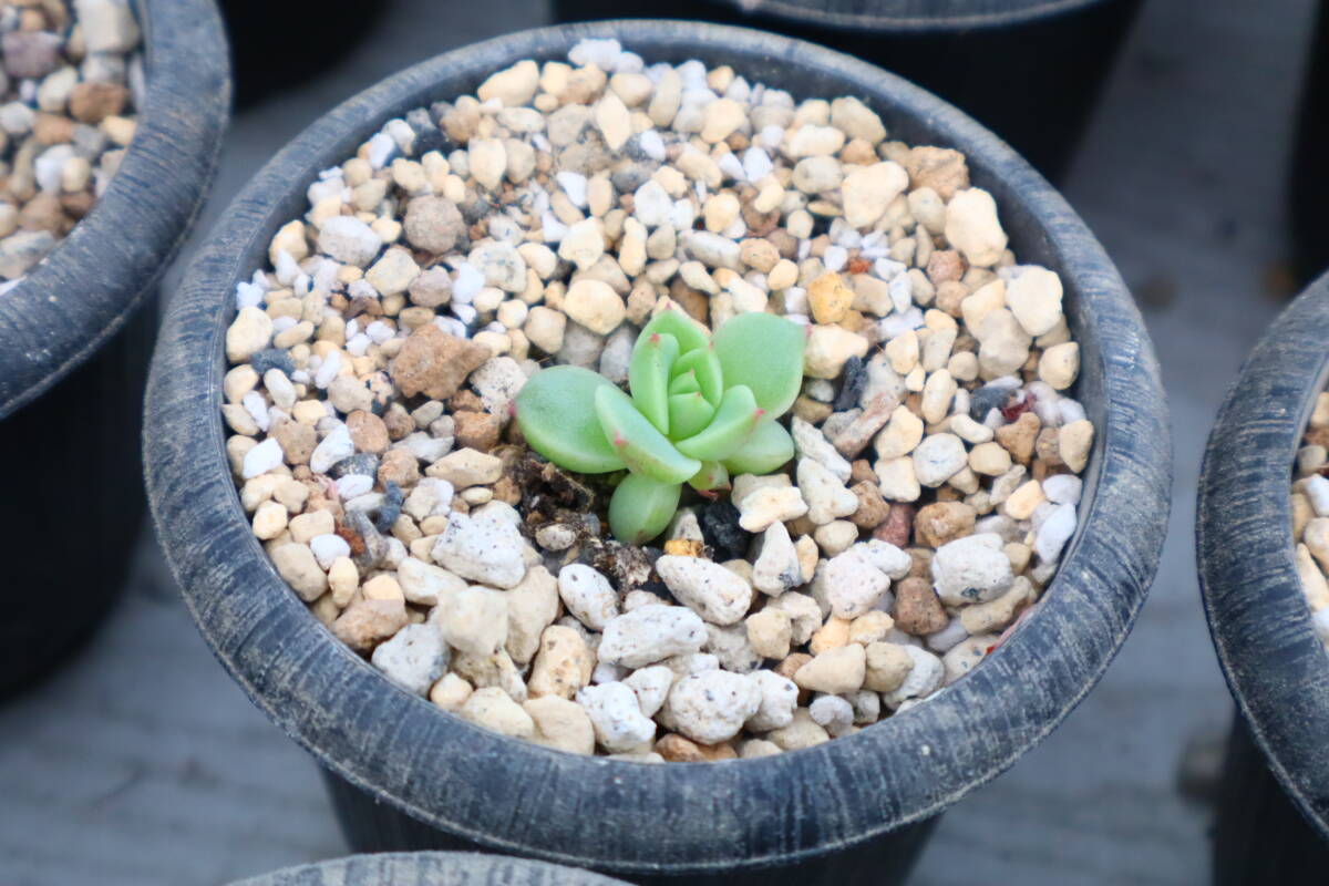 多肉植物　エケベリア・月見_画像2