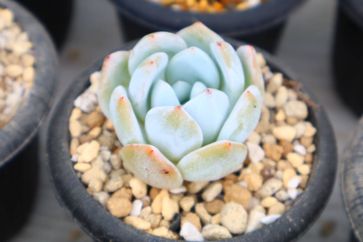 多肉植物　エケベリア・トロムソ_画像2