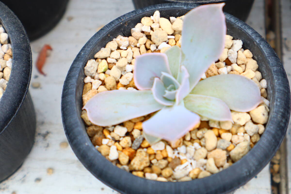 多肉植物　エケベリア・蜃気楼_画像1