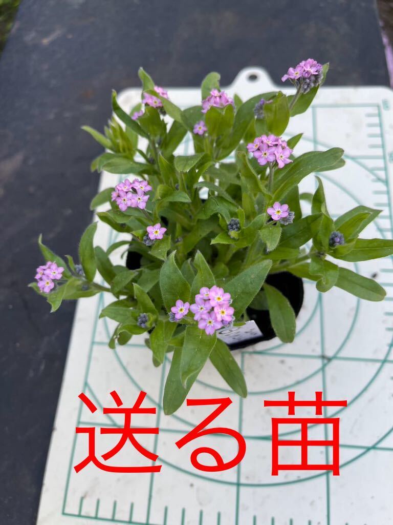 山野草 苗 ワスレナグサ ピンク花 ＮＯ.１の画像1