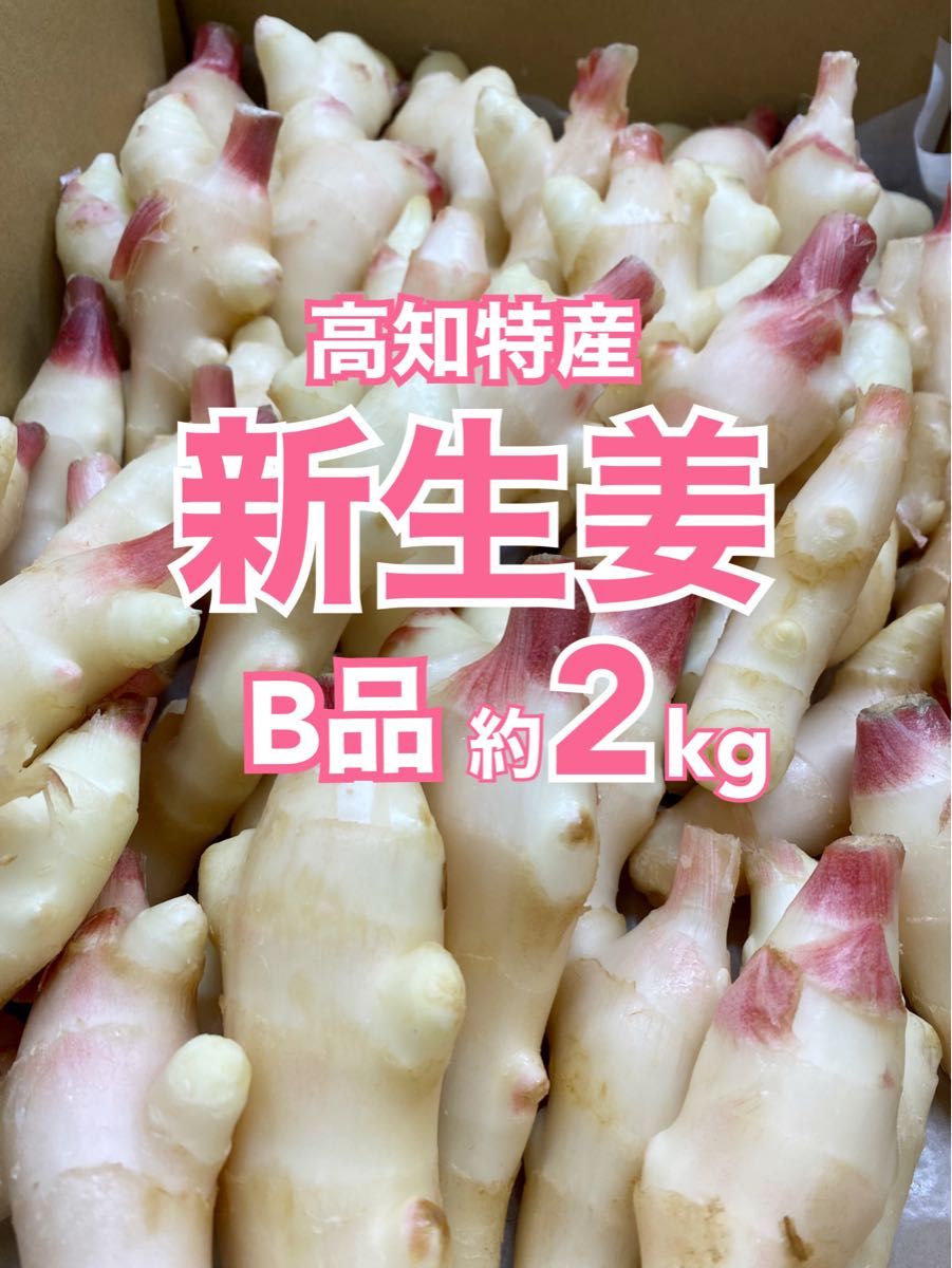 【B品】高知特産 新生姜 約2kg しょうが 生姜