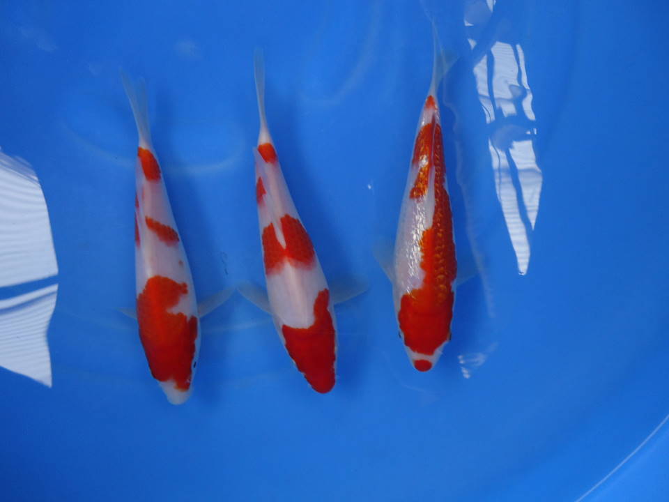 紅白３匹　２　２０２３年宮崎薫養鯉場産　【養魚場はんのじょう】　_画像7